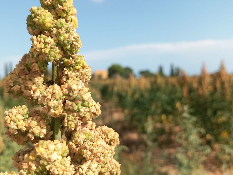 Quinoa